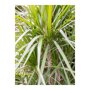 Dracaena marginata in Runner bladeren